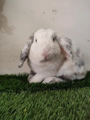 Rabbit for Sale