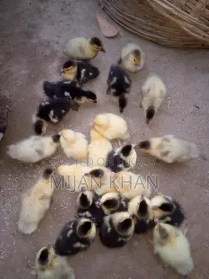 Chinese Duck