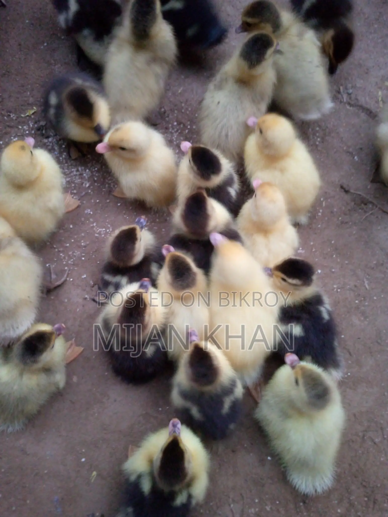 Chinese Duck