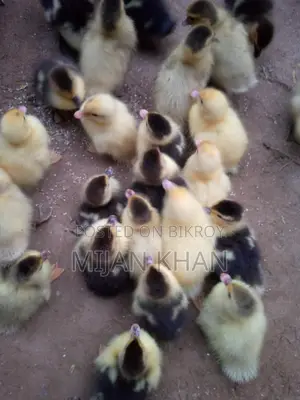 Chinese Duck