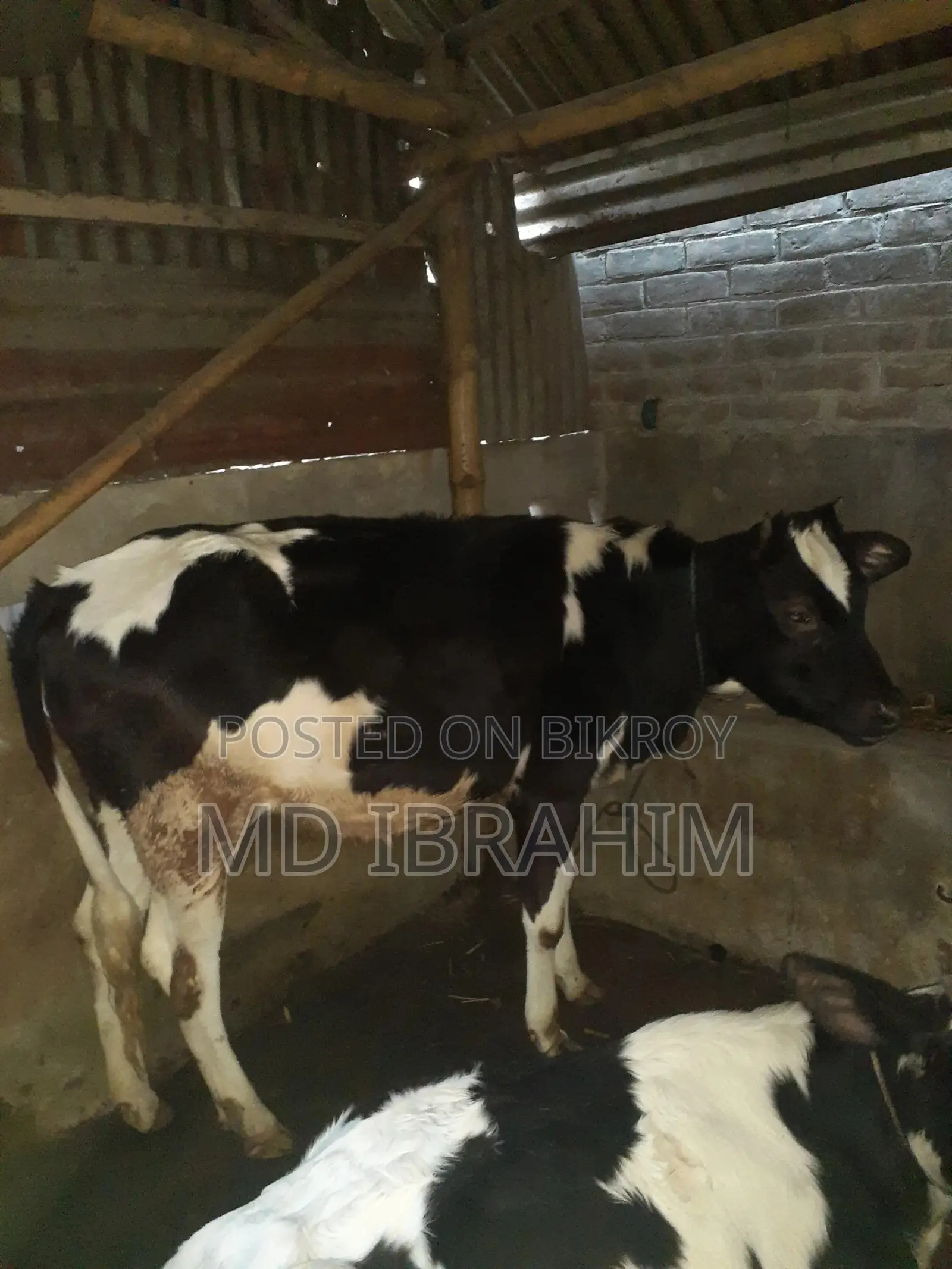 Holstein Friesian Cow
