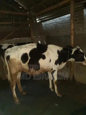 Holstein Friesian Cow