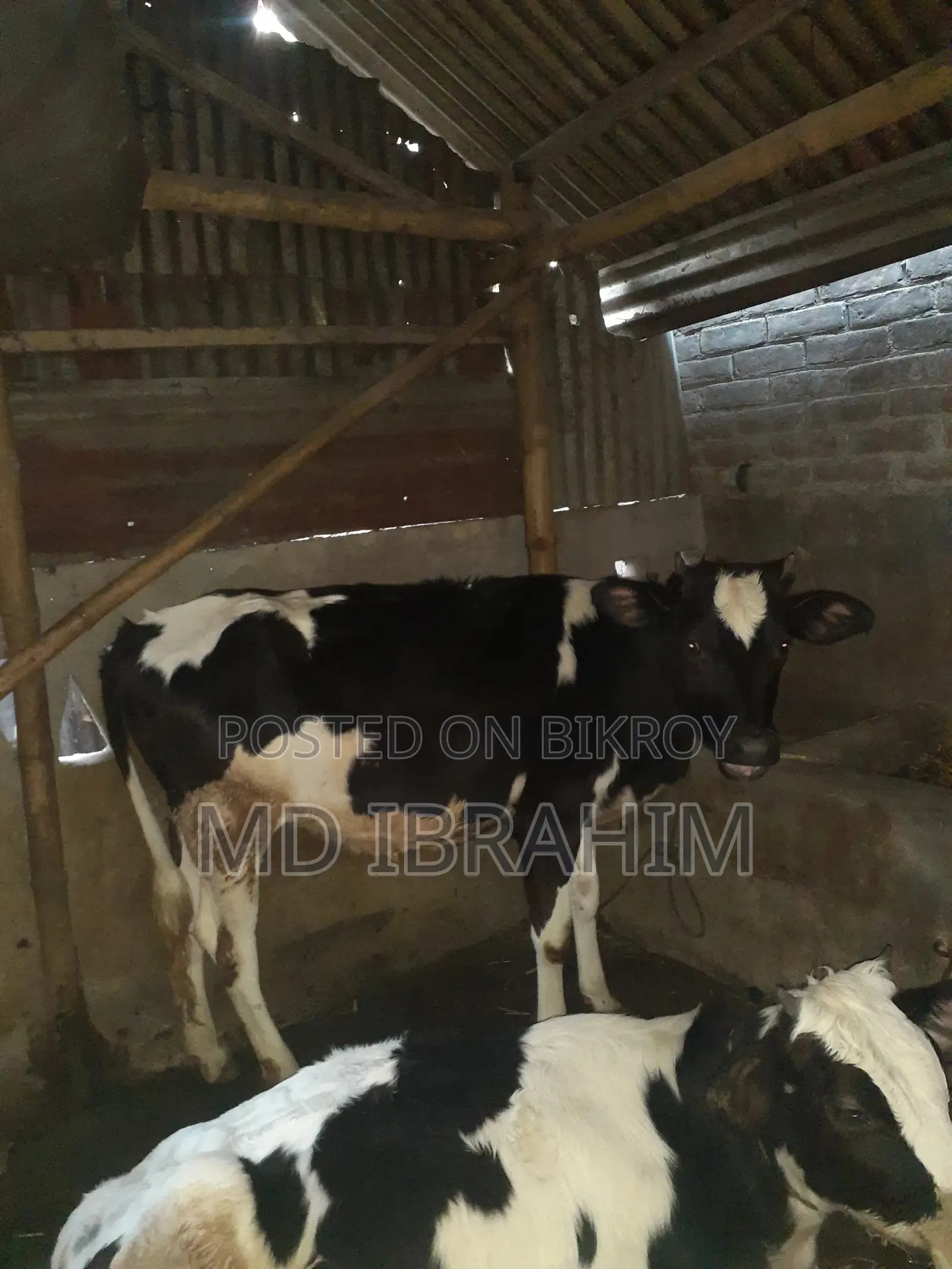 Holstein Friesian Cow