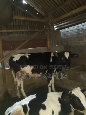 Holstein Friesian Cow