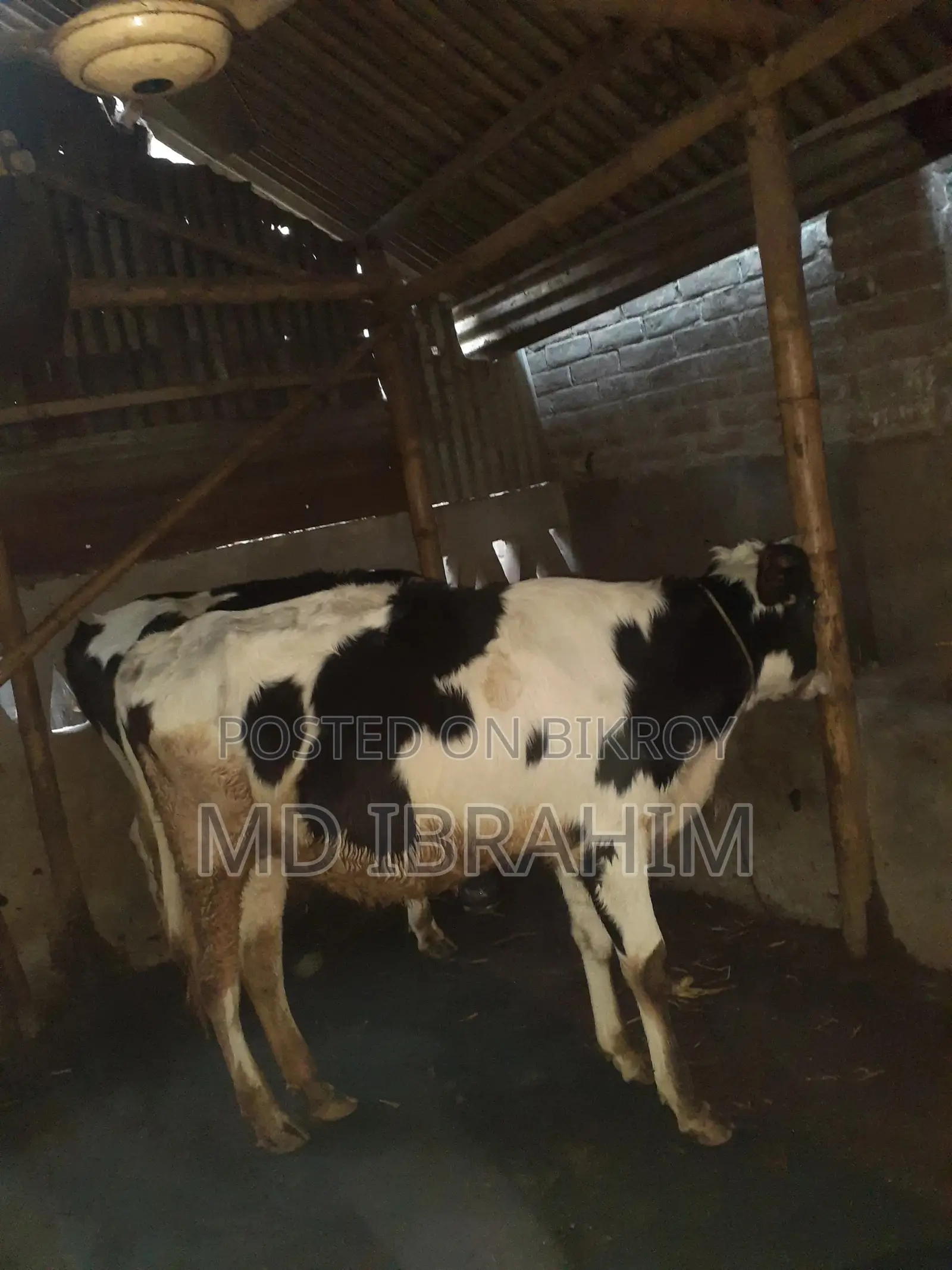 Holstein Friesian Cow