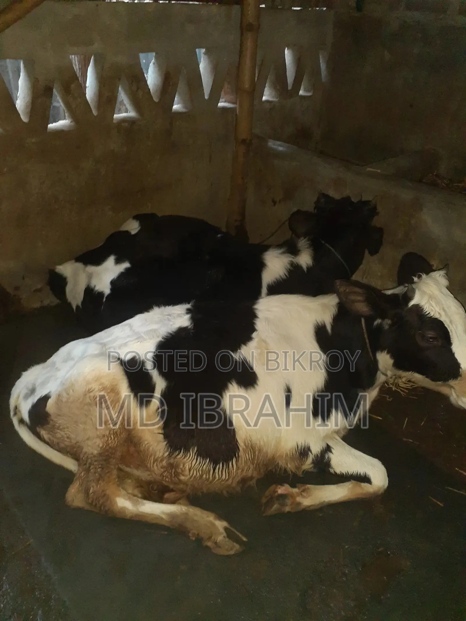 Holstein Friesian Cow
