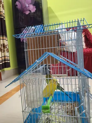 Budgie Birds for Sale with Cage