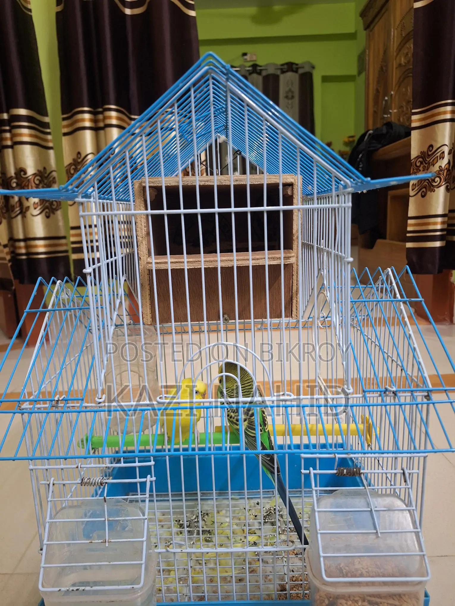 Budgie Birds for Sale with Cage