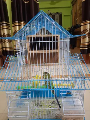 Budgie Birds for Sale with Cage
