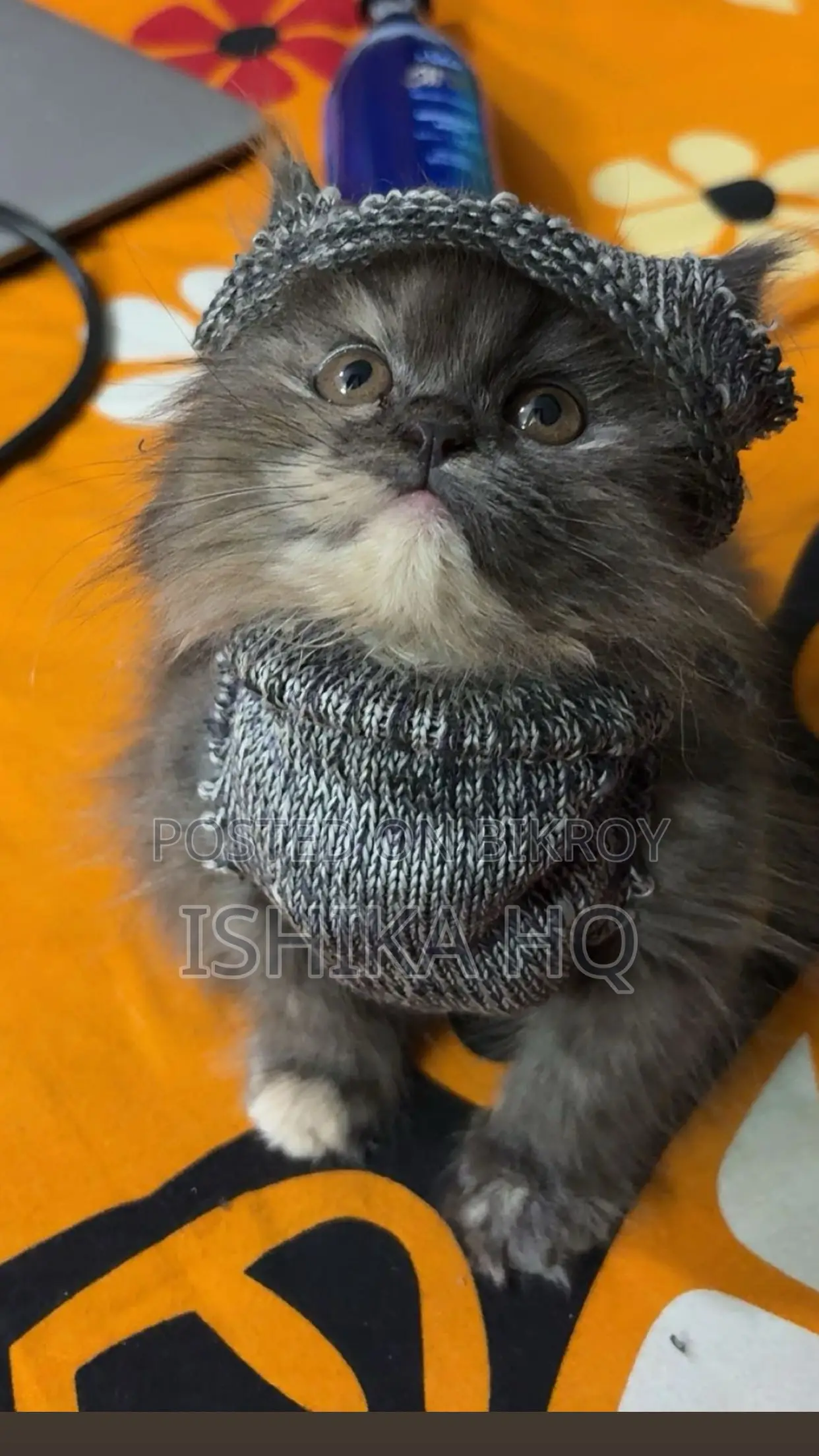 Persian Calico Female