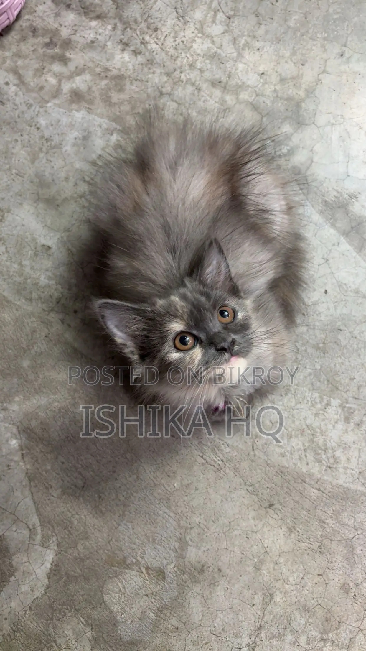 Persian Calico Female