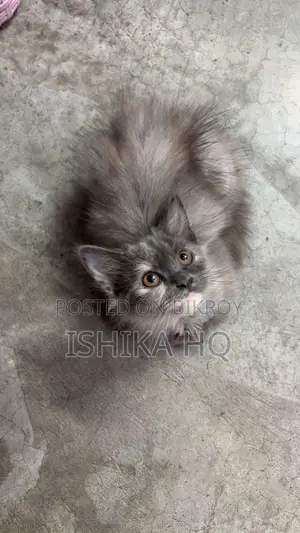 Persian Calico Female