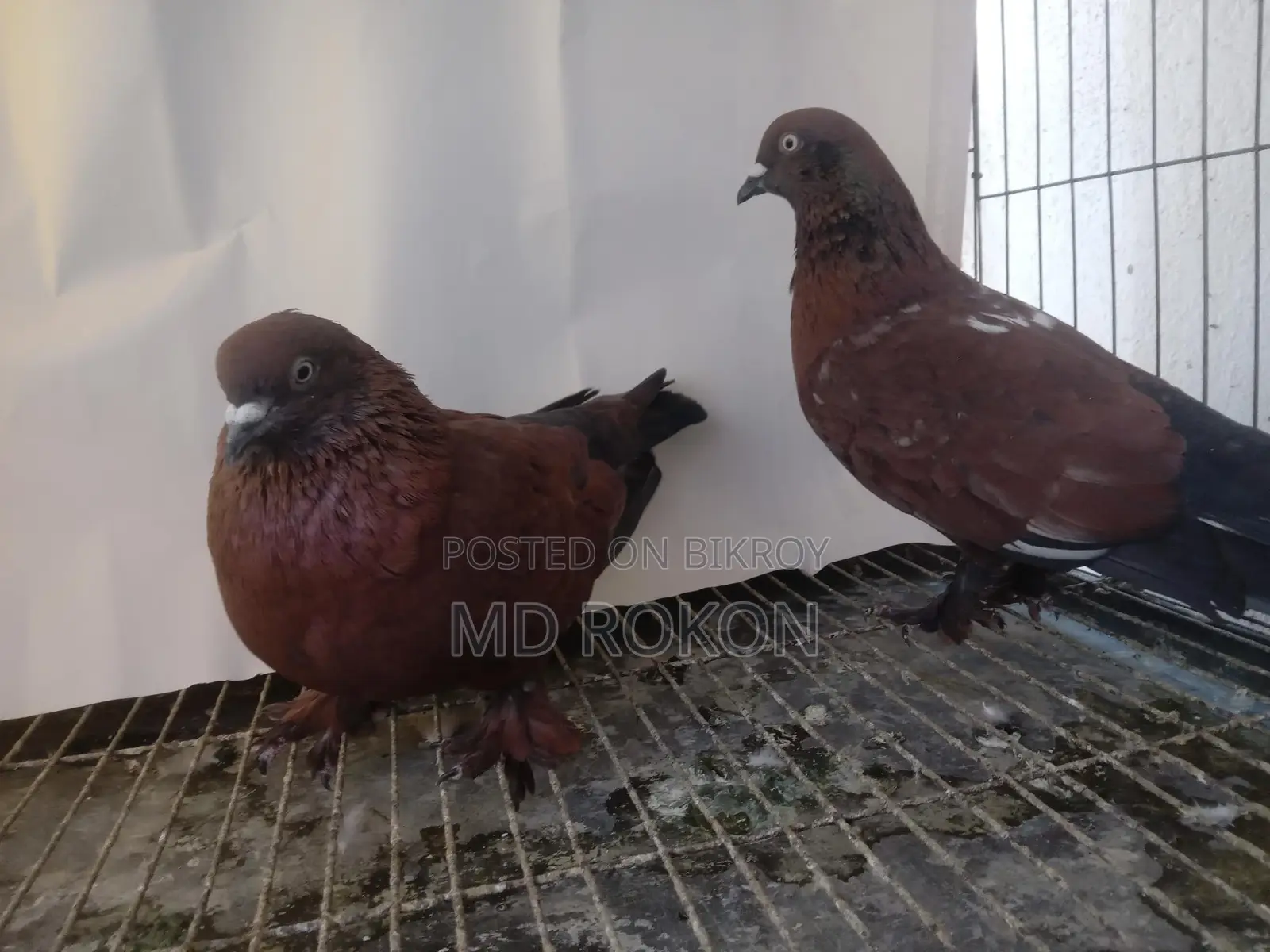 Pair of Chila Pigeons for Sale