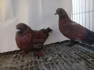 Pair of Chila Pigeons for Sale