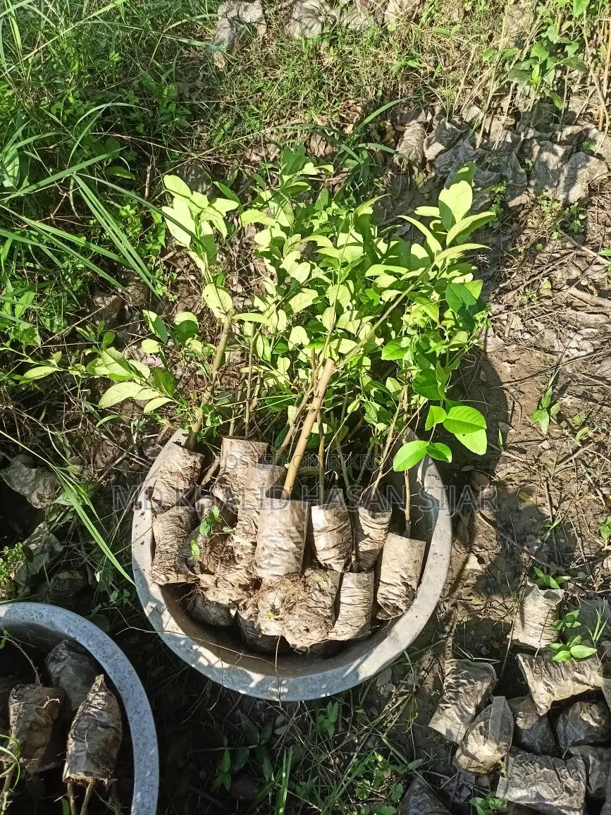 Chinese 3 Seedless Lemon Saplings (All-Season)