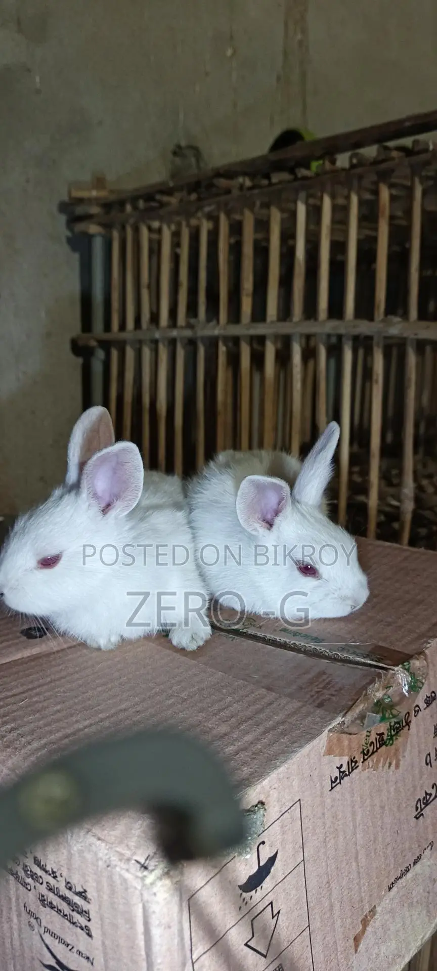 White Rabbit Kits