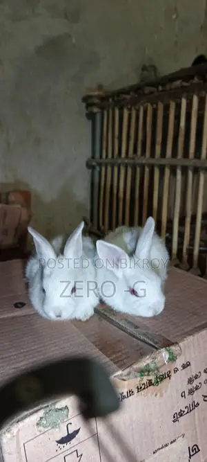 White Rabbit Kits