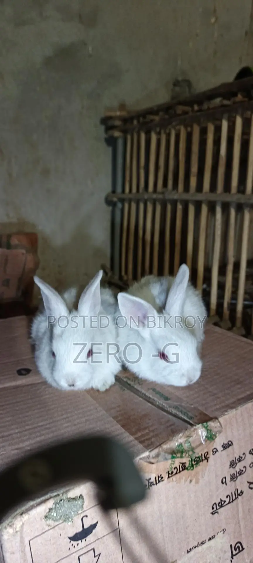 White Rabbit Kits