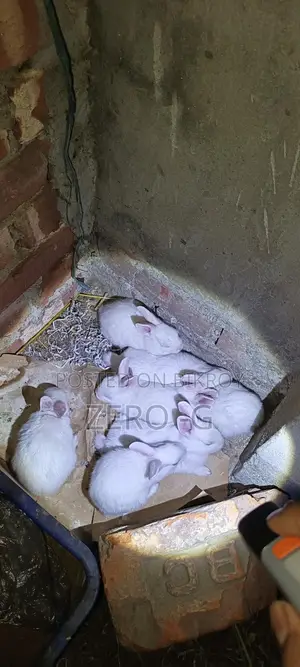 White Rabbit Kits