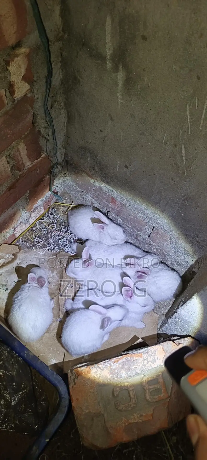 White Rabbit Kits