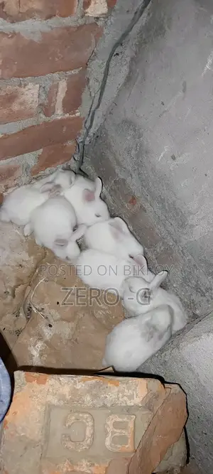 White Rabbit Kits
