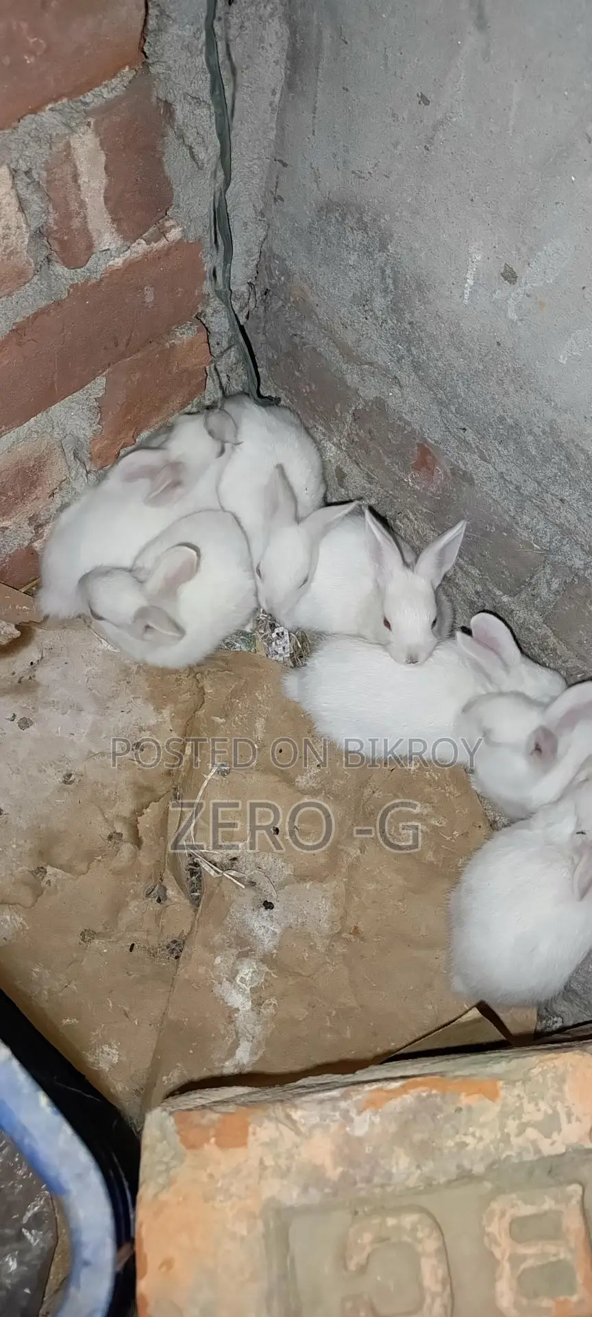 White Rabbit Kits
