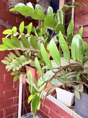 ZZ প্ল্যান্ট