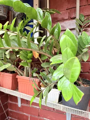 ZZ Plant