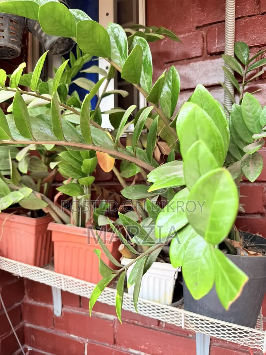 ZZ Plant