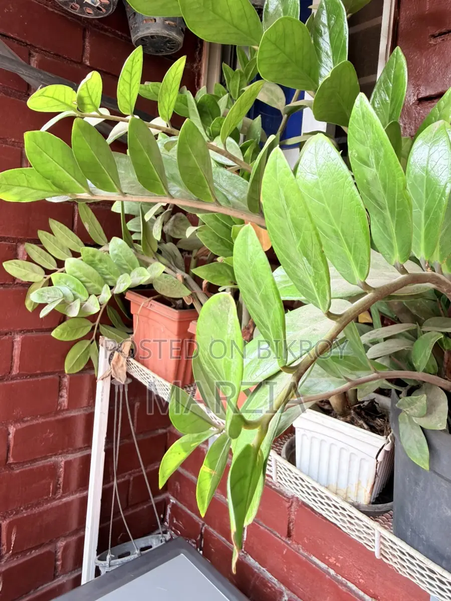 ZZ Plant