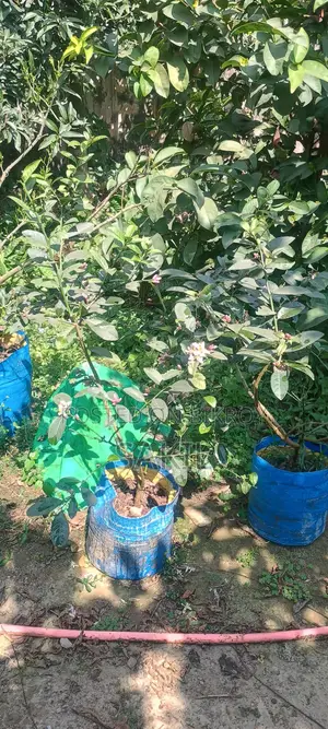 চায়না -৩ সীডলেস সুগন্ধি বারোমাসী লেবু