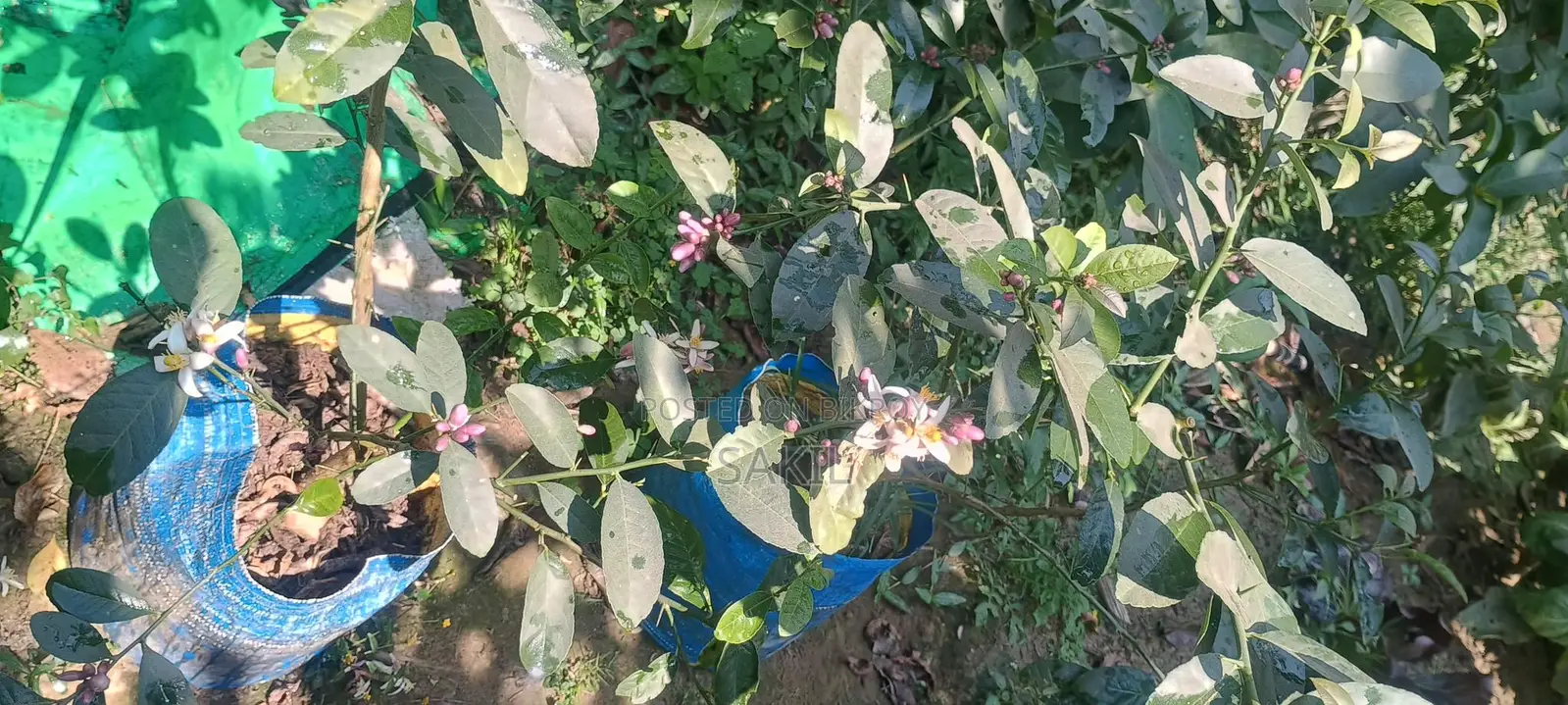 China-3 Seedless Fragrant All-Season Lemon