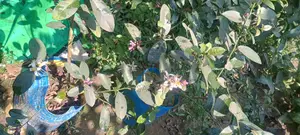 China-3 Seedless Fragrant All-Season Lemon