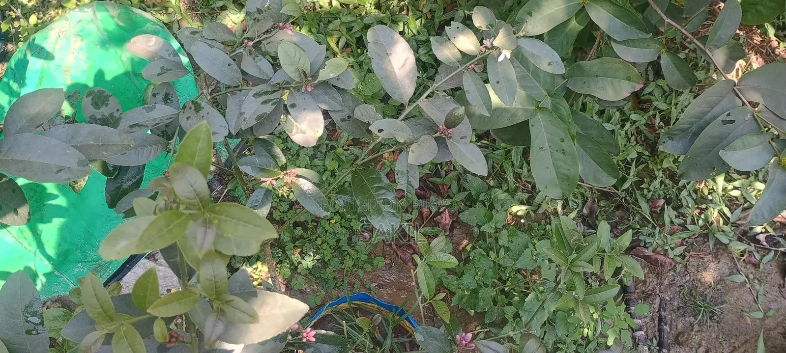 China-3 Seedless Fragrant All-Season Lemon