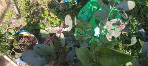 China-3 Seedless Fragrant All-Season Lemon