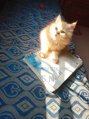Traditional Persian Looking For A Secure Home