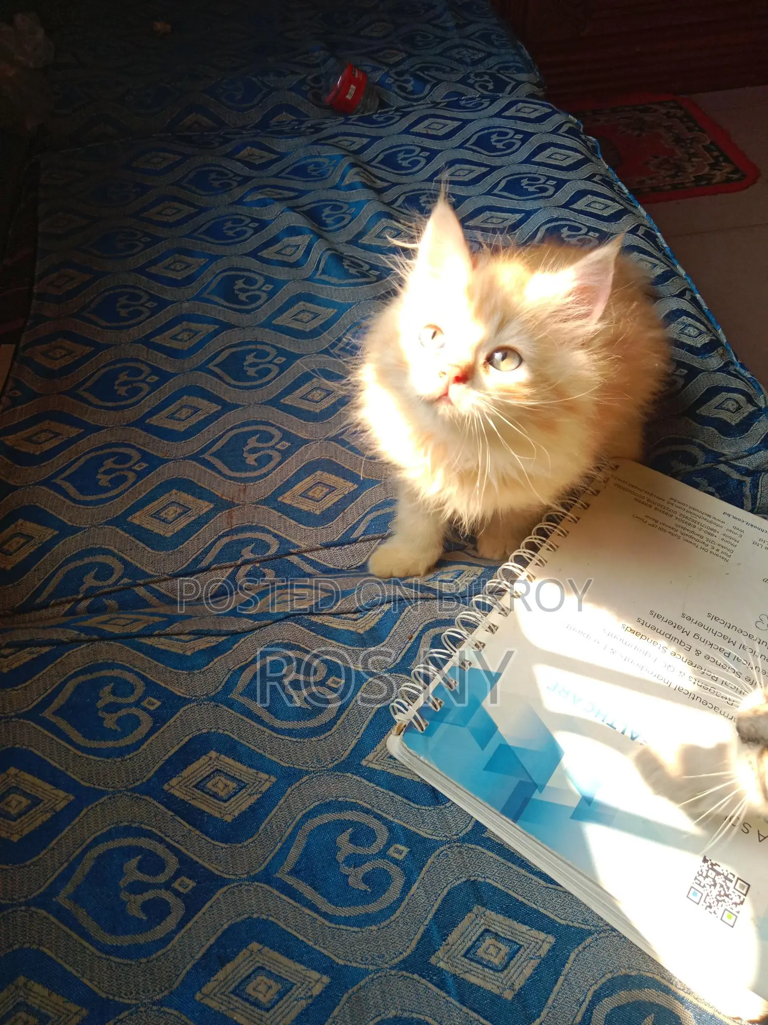 Traditional Persian Looking For A Secure Home