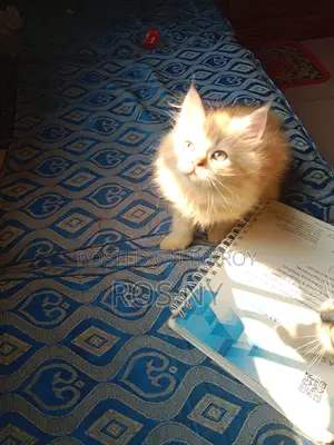 Traditional Persian Looking For A Secure Home