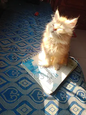 Traditional Persian Looking For A Secure Home
