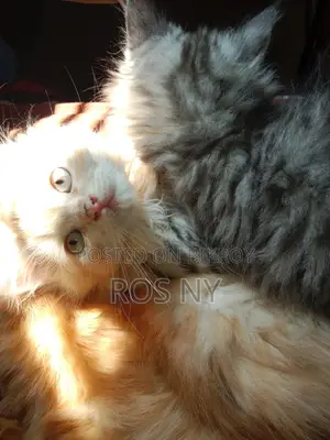 Traditional Persian Looking For A Secure Home