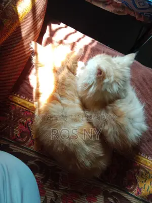 Traditional Persian Looking For A Secure Home