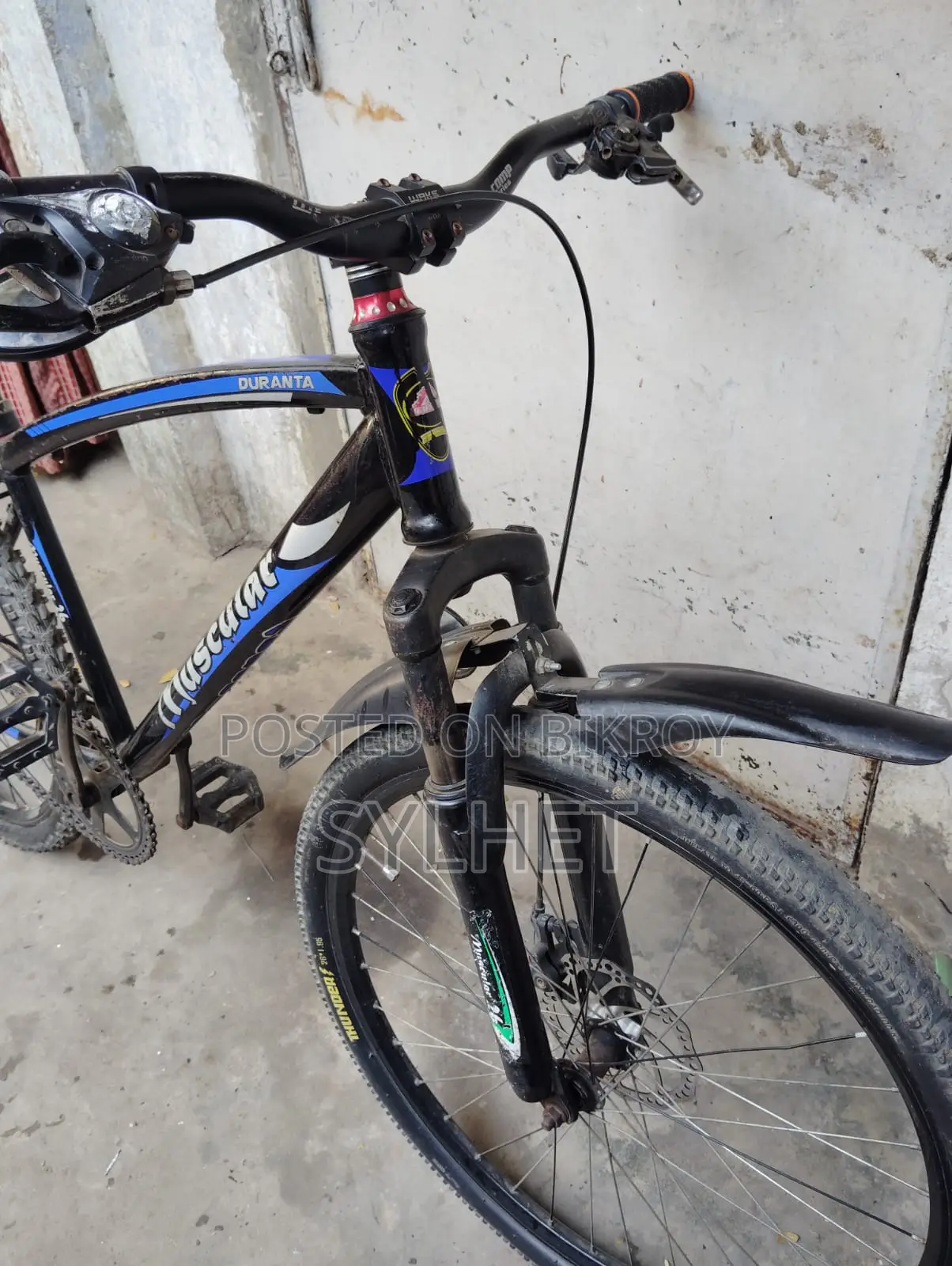 Muscular caycle 26