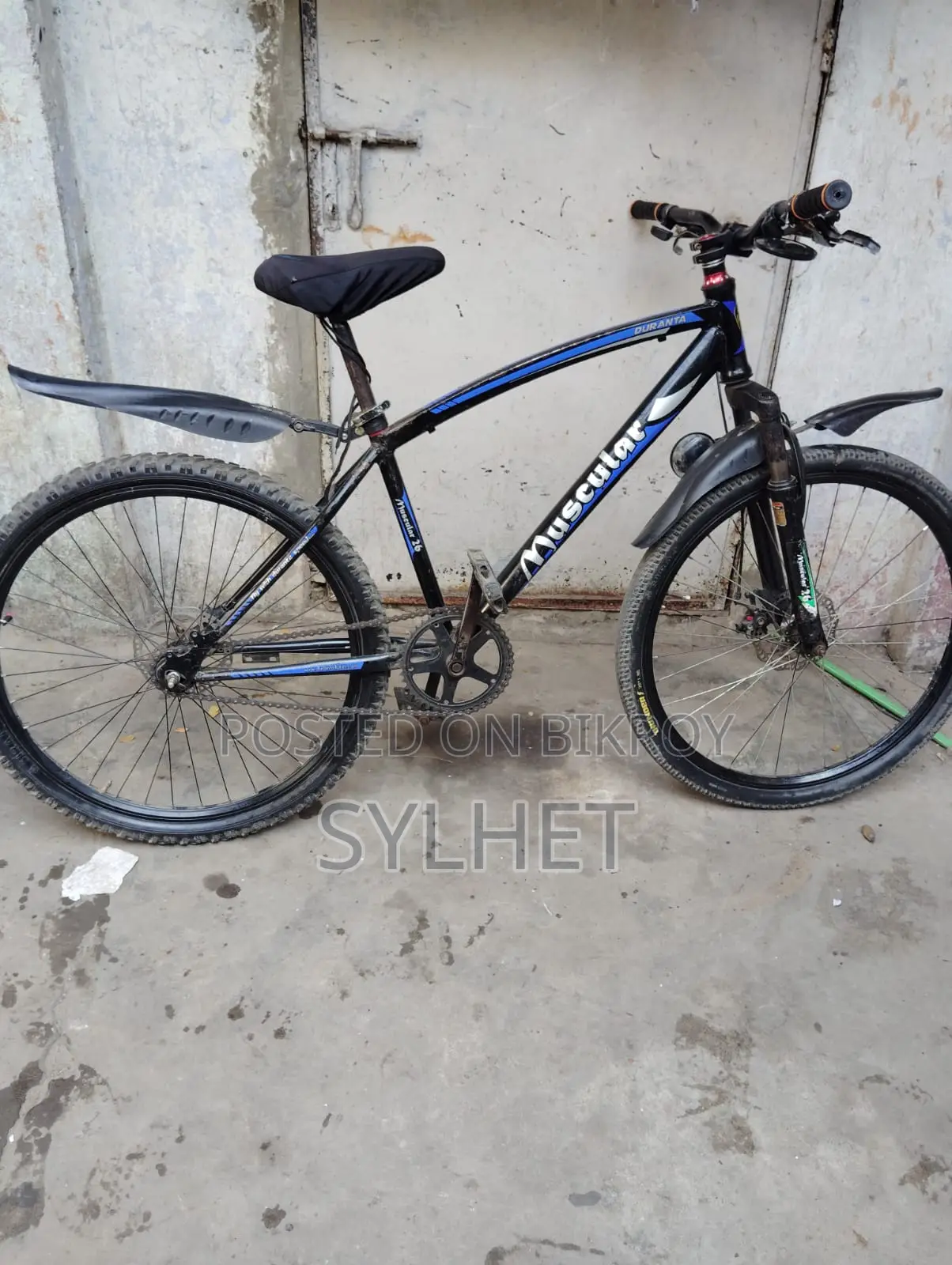 Muscular caycle 26