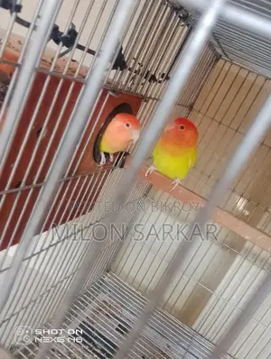 পাখি বিক্রয়