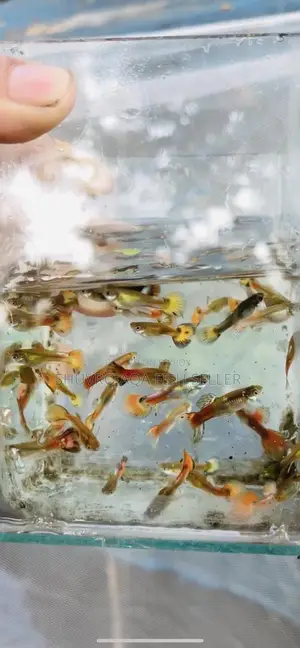 Mix Guppy