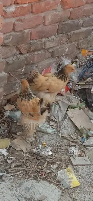বিদিসি মুরগি