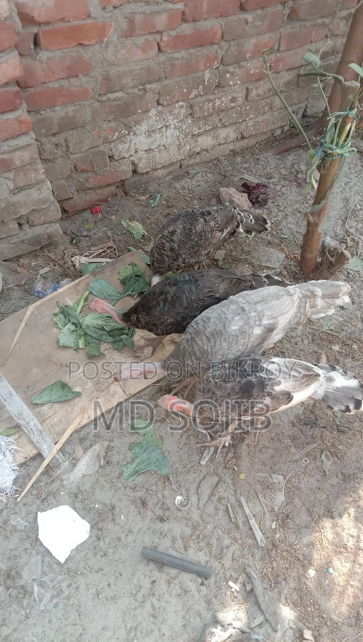 বিদিসি মুরগি