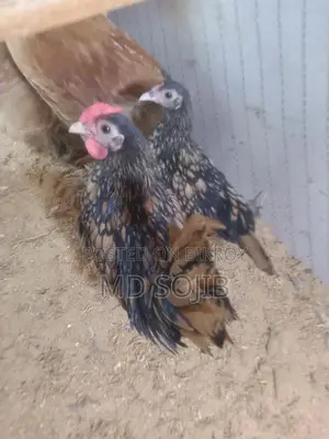 বিদিসি মুরগি