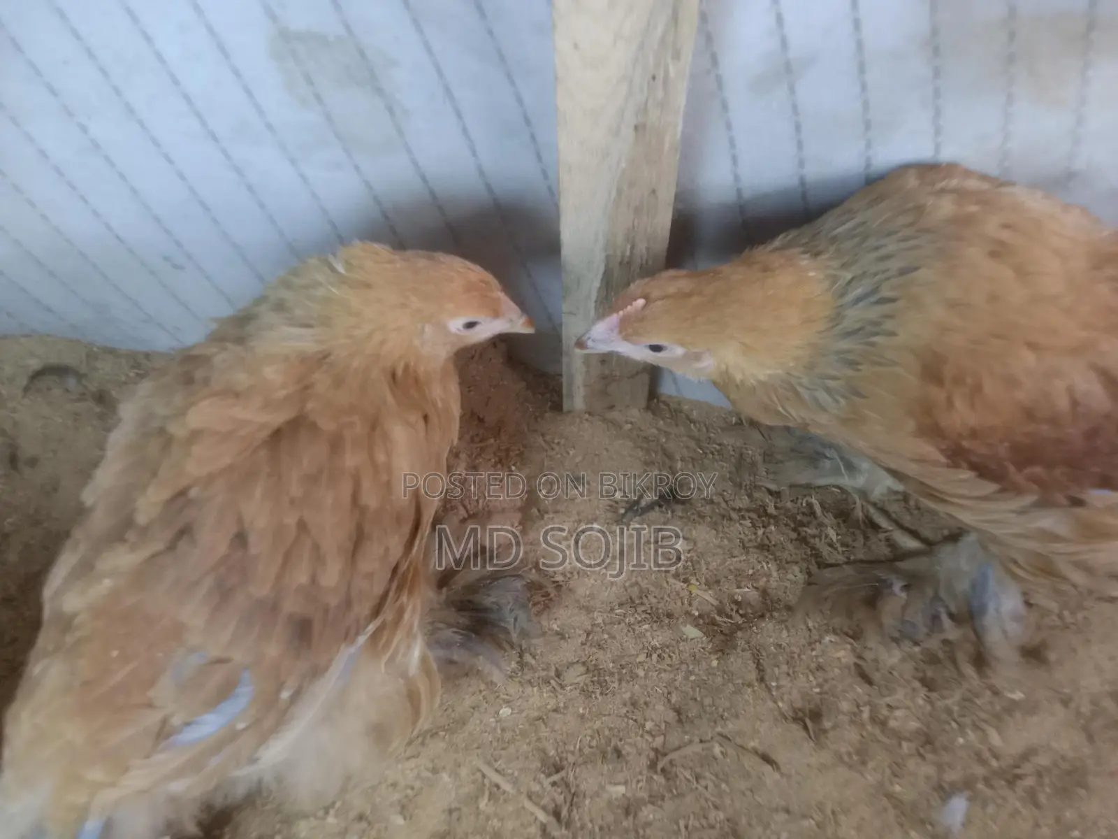 বিদিসি মুরগি