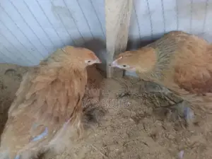 বিদিসি মুরগি